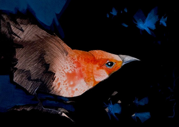 orange headed bird peers into dark background das blue moths flutter around. original paining by Canadian Artist Linda Kemp